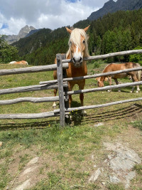 Haflinger Pferde